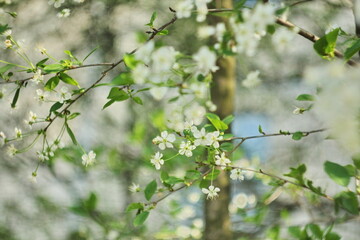 Closeup of beautiful apple tree blossoms in springtime