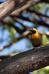 Campo Flicker (Colaptes campestris) on a trunk against blurred background. 