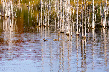 Female mallard ducks swimming around dead tree trunk in the Léon-Provancher Marsh during a beautiful Fall morning, Neuville, Quebec, Canada