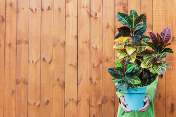 a large Croton plant in the hands of a man. Natural wood background, concept of beautiful indoor plants as a gift