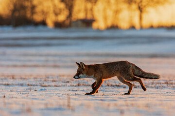 red fox (Vulpes vulpes) young male runs through a snowy plain behind a dawn