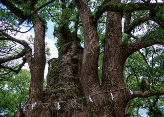 a sacred tree