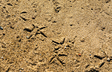 Footprints from birds in the sand.
