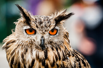 Portrait close up d'un majestueux hibou grand-duc