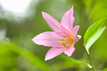 Fototapeta premium ヒメサユリ