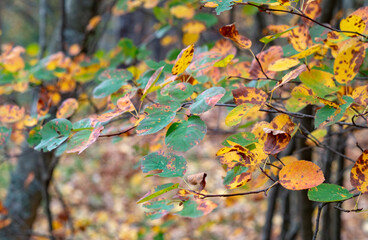 Obraz premium Yellow leaves in the forest.Autumn forest in October.