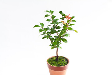 Small Bonsai Tree. Potted Plant. Japanese Camellia