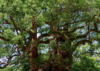 Fototapeta premium a sacred tree