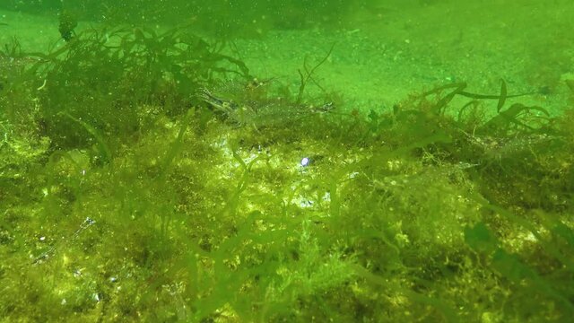 Shrimps on the seabed (Palaemon adspersus) commonly called Baltic prawn, Black sea
