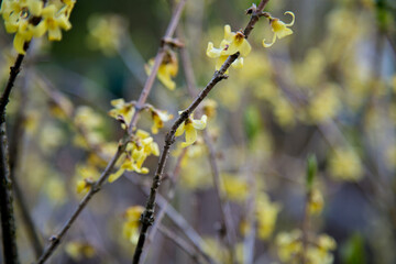 Closeup of beautiful yellow forsythia flowers