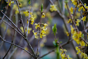 Closeup of beautiful yellow forsythia flowers