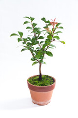 Small Bonsai Tree. Potted Plant. Japanese Camellia