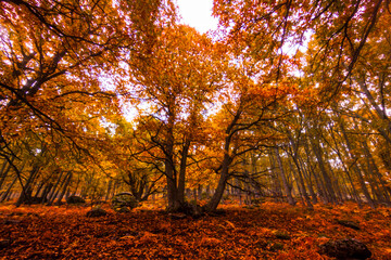 Fototapeta na wymiar El Tiemblo chestnut natural reserve, in Avila, Castilla y Leon. Autumn with fallen leaves