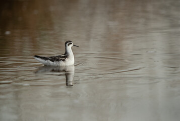 Red-necked phalarope at Asker Marsh, Bahrain