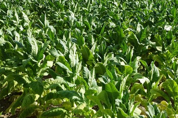 Close up detail of tuscan tobacco leaf. Sansepolcro, Tuscany / Italy