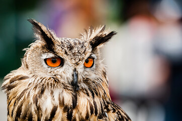Portrait close up d'un majestueux hibou grand-duc