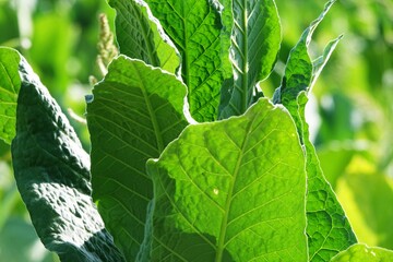 Tobacco leaves in a tobacco plantation in Tuscany. Sansepolcro, Tuscany, Italy