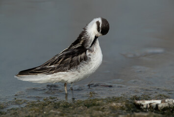 Red-necked phalarope preening at Asker Marsh, Bahrain