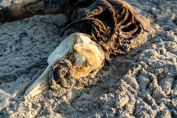 Rotting corpse and scull of a small dead dolphin on the beach. Result of ocean pollution.