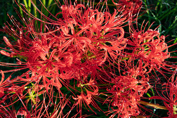 Lycoris radiata