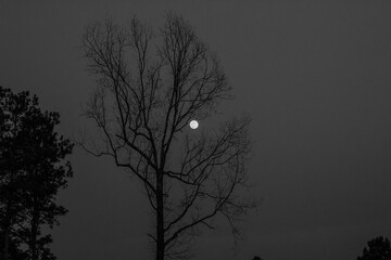 Full moon through a dead tree.
