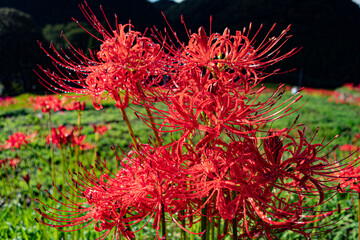 Lycoris radiata