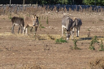 Group of donkeys grazing in the countryside