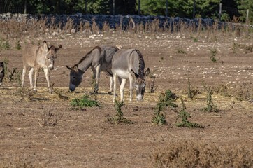 Group of donkeys grazing in the countryside