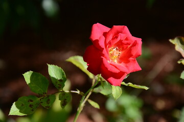 Red Rose 1