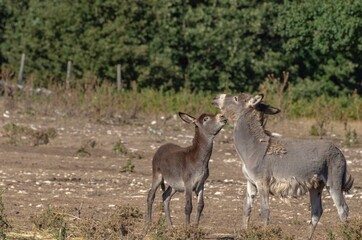 Young donkey with donkey mother in the countryside