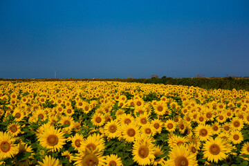 many sunflowers 