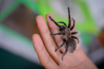 Tarantula in hand. Wild animals are dangerous and have deadly poison.
