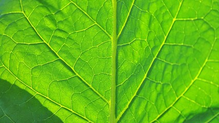 Naklejka na ściany i meble Close up detail of tuscan tobacco leaf. Sansepolcro, Tuscany / Italy