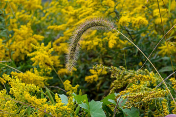 Japanese bristle-grass, nodding bristle-grass, Chinese foxtail, Chinese millet, giant-foxtail or nodding foxtail in field of goldenrod. It is an Asian grass that sets seeds in the late summer or fall.
