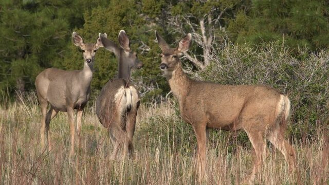 Small group of female mule deer does with big eyes and ears looks directly at camera in Bandelier National Monument in New Mexico. Professional HD 4K video of healthy North American wildlife.
