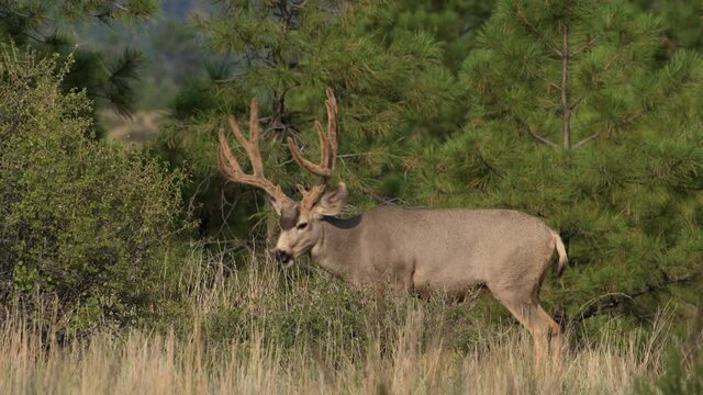 A mature mule deer male buck stag with large velvet covered antlers feeds on leaves in Bandelier National Monument in New Mexico. Premium 4k HD video of wildlife preparing for coming mating season.