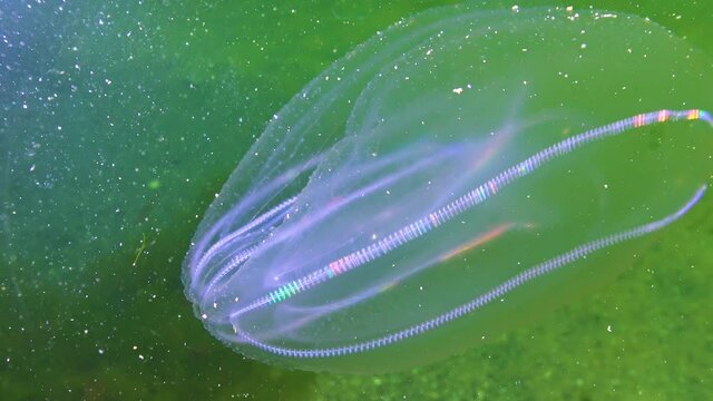Ctenophores, comb invader to the Black Sea, jellyfish Mnemiopsis leidy. Black Sea