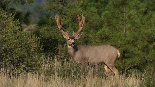 A mature mule deer male buck with large velvet covered antlers looks toward camera and feeds on leaves in Bandelier National Monument in New Mexico. Premium 4k  video of wildlife in autumn.