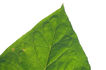 Close up detail of tuscan tobacco leaf. Sansepolcro, Tuscany / Italy