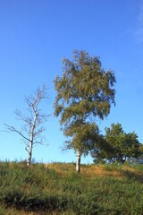 Tote und lebende Birke