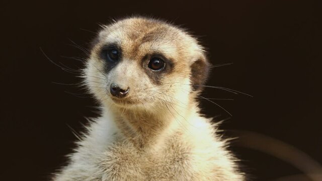 Cinemagraph of a meerkat standing and watching around. Loopable cinemagraph plotagraph effect.