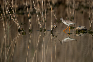 Redshank at Asker marsh with reflection on water, Bahrain