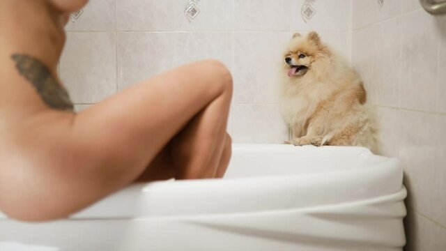Little German Spitz dog looks at naked woman in bathroom