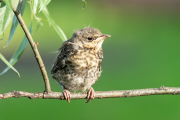 nestling thrush the Fieldfare..