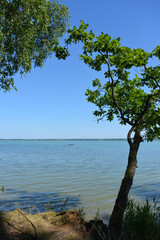 Fototapeta na wymiar Tree on the shore of lake Vishtynets on the background of clear water.