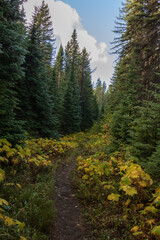 Fototapeta na wymiar Huckleberry Trail at Glacier National Park, Montana 