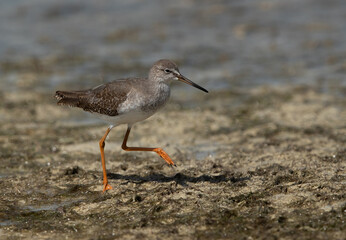 Redshank on walk at Busiateen coast, Bahrain