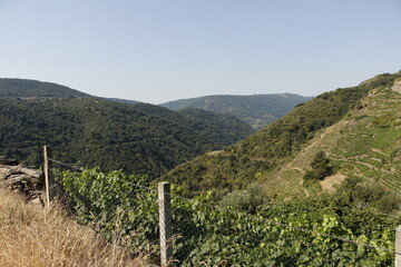 landscape of vineyard in galicia spain