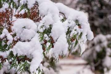 Fluffy white snow on a green branch of a cypress in early winter
