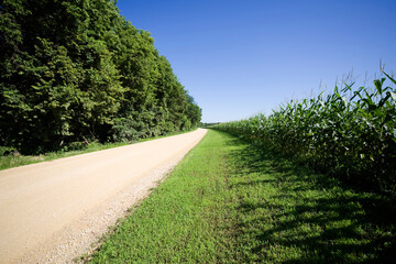 コーン畑の1本道